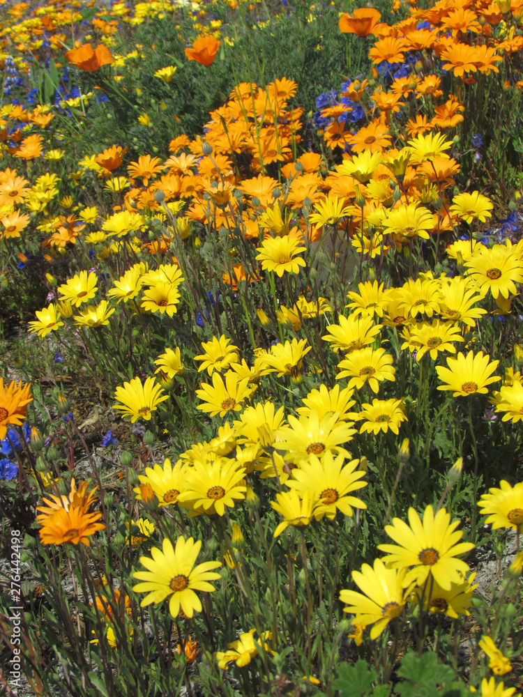 Colorful Yellow and Orange Wildflowers in Natural Setting