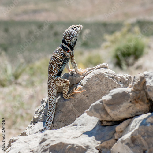 Great Basin Collared Lizard, Basin and Range National Monument photo