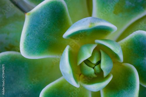 Closeup of cactus texture background photo
