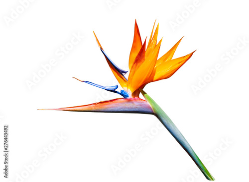 bird of paradise flower brightly colored cut out on white background