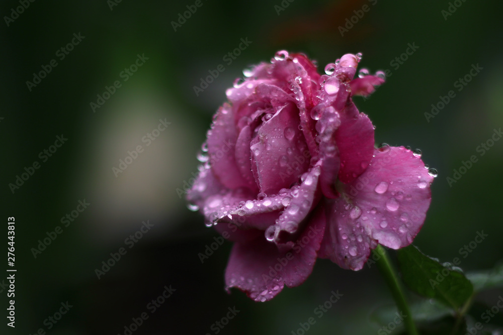 pink rose on green background pink rose on green background