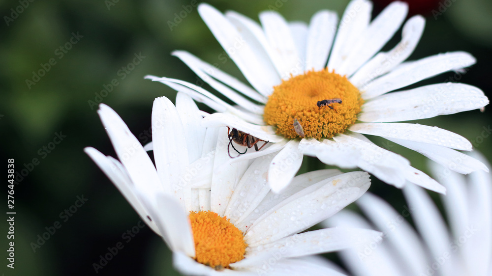 Obraz premium insects on flower