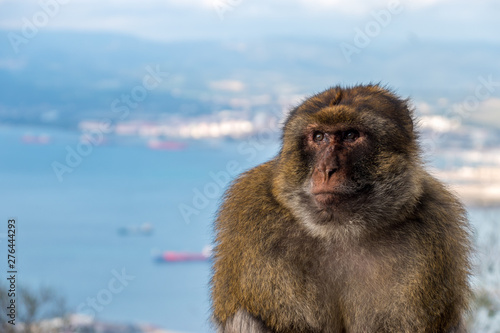 Barbary macaques monkey on the Rock of Gibraltar © Joseph Creamer
