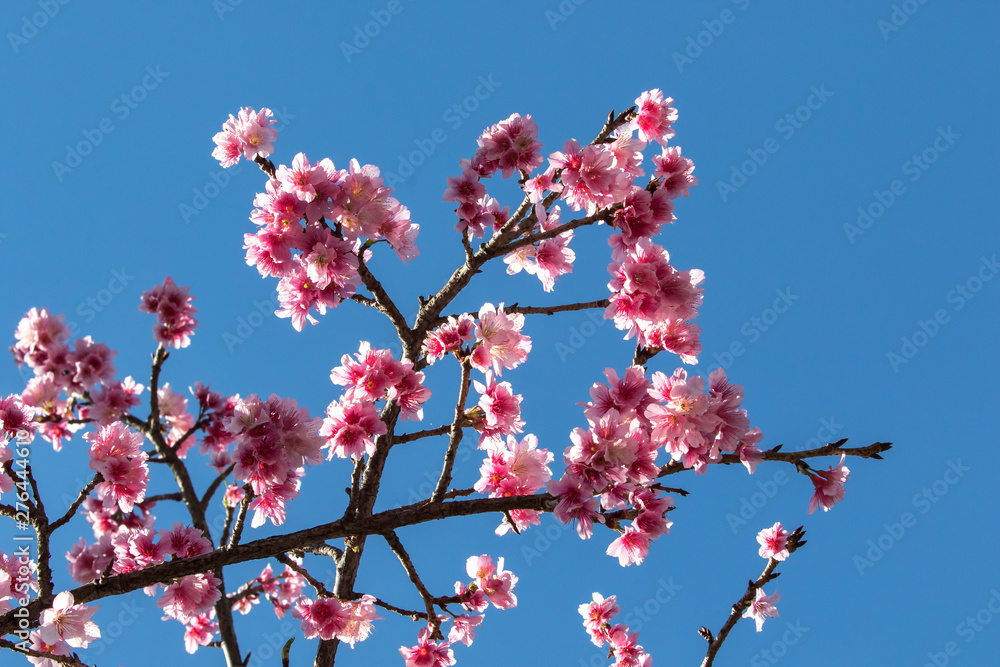 Cerejeiras sakura