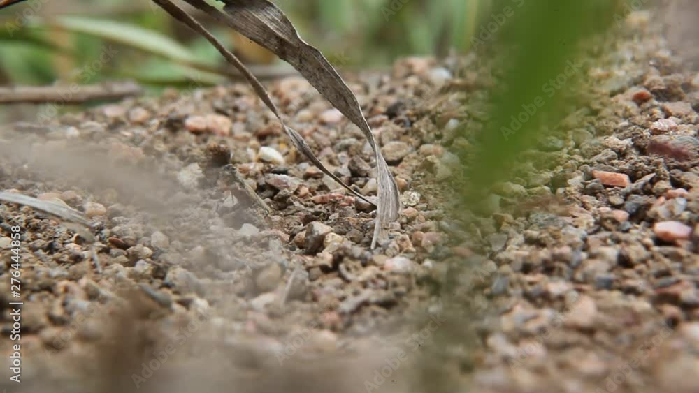ants rushing around on rocky terrain ants rushing around on rocky terrain