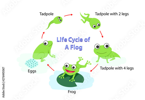 Infographic Life cycle of a frog in flat, vector