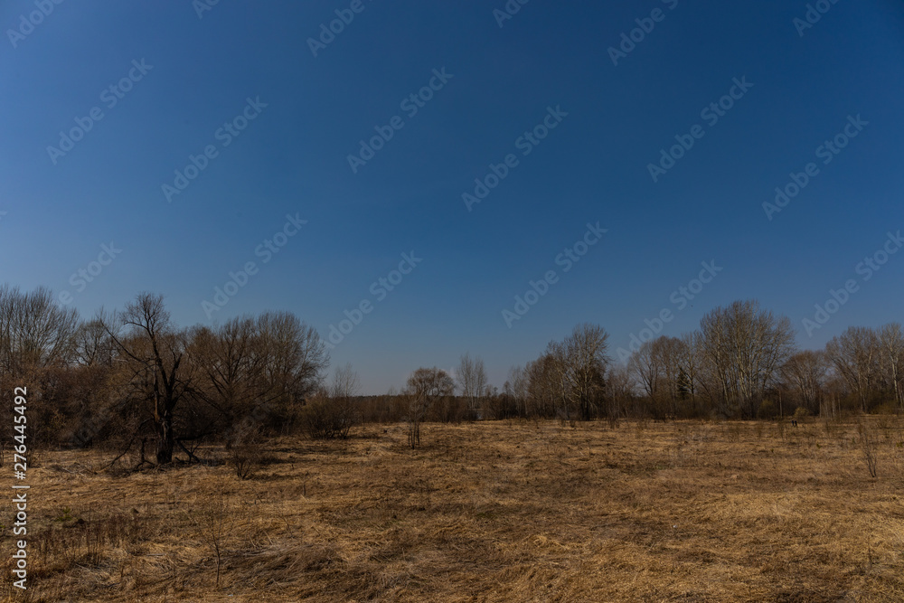 Spring forest with foliage not yet blossomed in a natural park in Russia Spring forest with foliage not yet blossomed in a natural park in Russia