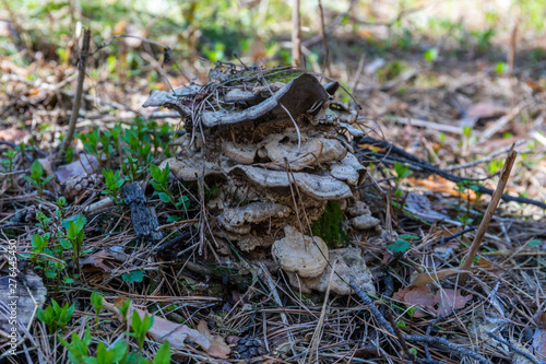 Parasite mushrooms grow on a small stump from a tree