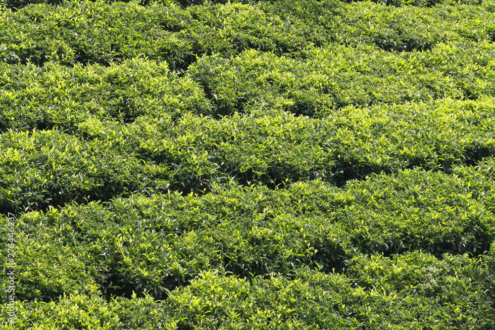 Tea fields in Coimbatore, India