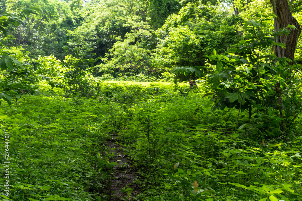 Obraz premium Nature, Guanacaste, Costa Rica.