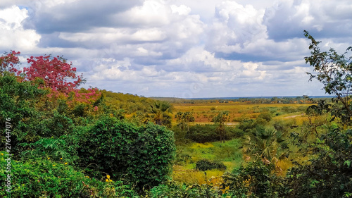 Fototapeta Naklejka Na Ścianę i Meble -  vineyard in autumn