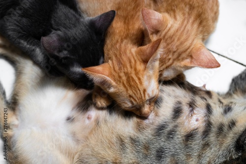 Adorable tabby kitten suckling on their mother.