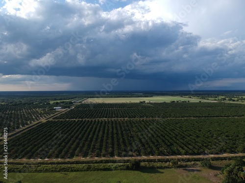 orange groves