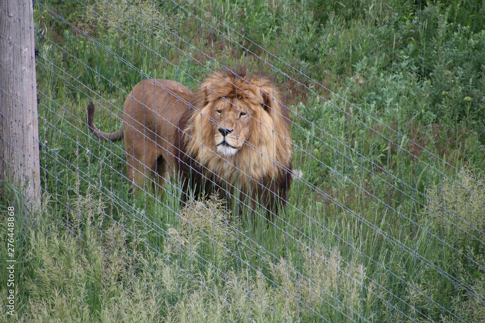 Naklejka premium King