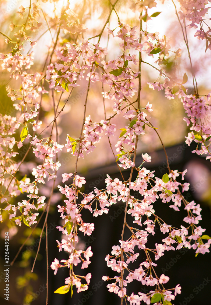 枝垂れ桜 咲き乱れる 角館にて Stock Photo | Adobe Stock