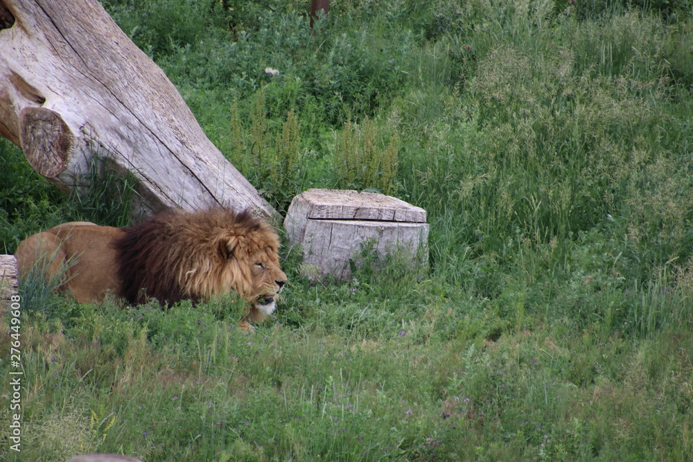 Naklejka premium King