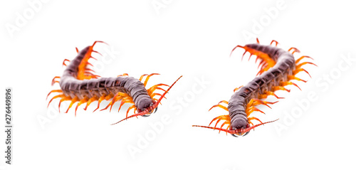 centipede an isolated on white background
