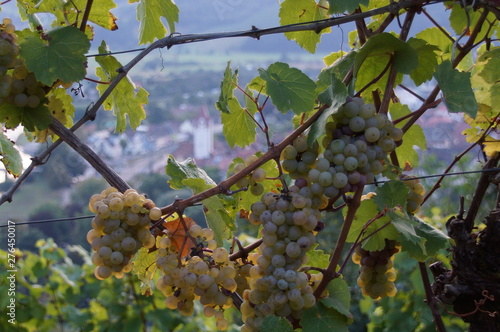 Weintrauben im Weinberg oberhalb von Gengenbach