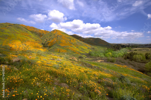 California Wildflowers