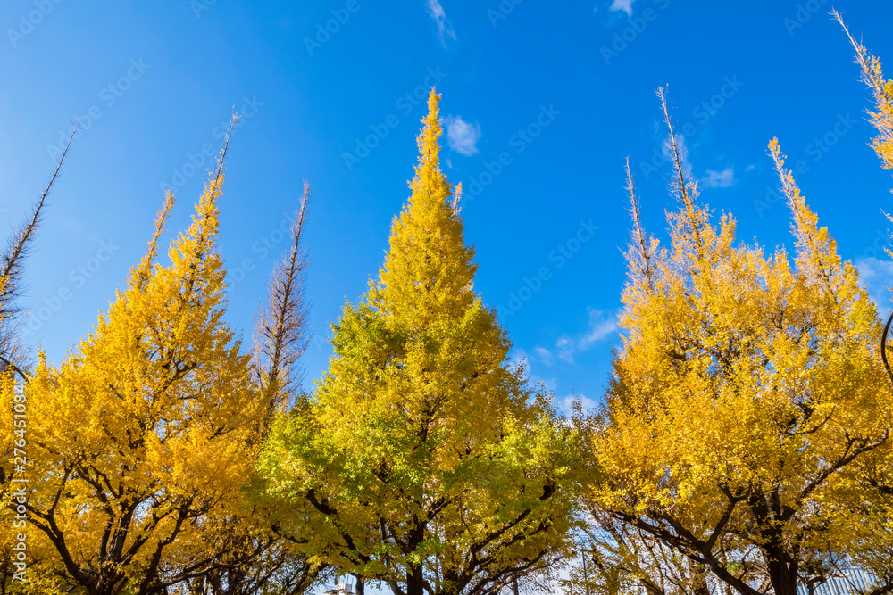 明治神宮外苑 青空と黄金色のイチョウ並木