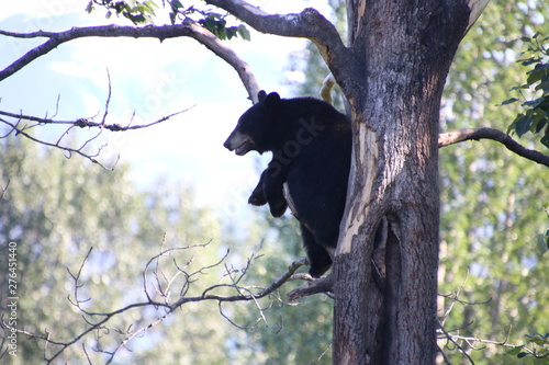Tree Nap