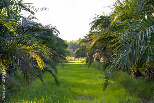 palm oil tree plantation tropical plant for bio diesel production