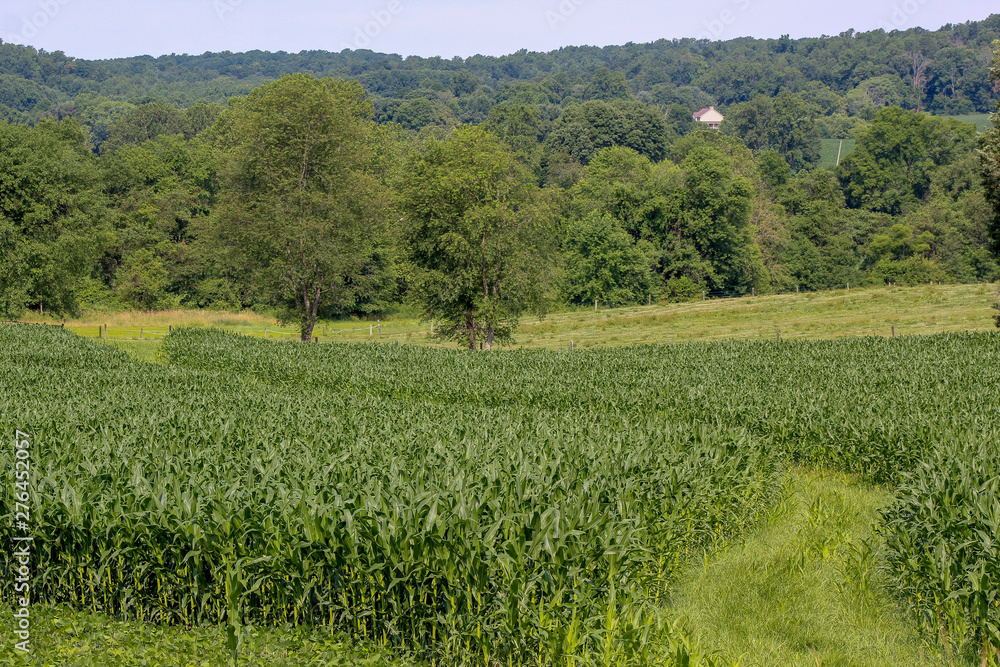 rural landscape with green field and blue sky rural landscape with green field and blue sky