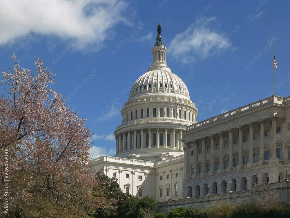 Naklejka premium capitol building and flowering cherry trees in washington dc