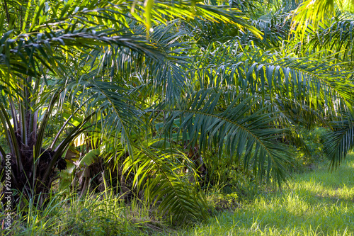 palm oil tree plantation tropical plant for bio diesel production