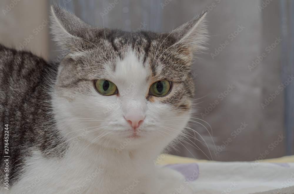 domestic cat with white face and green eyes