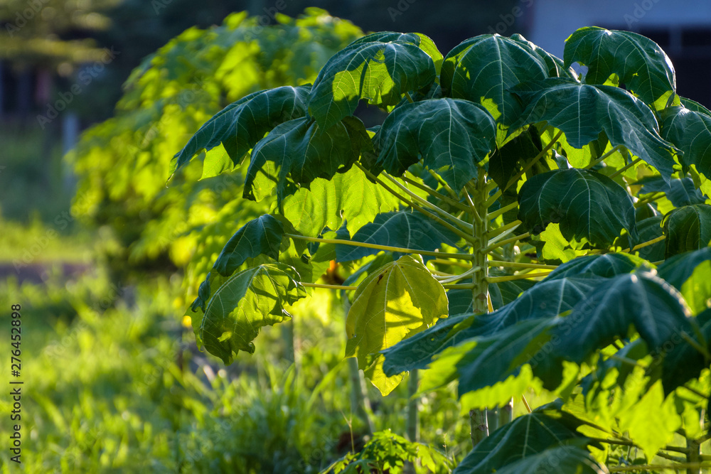 The papaya or pawpaw is the plant,The ripe fruit of the papaya is usually eaten raw, without skin or seeds. The unripe green fruit can be eaten cooked, and is used as an ingredient in salads and stews The papaya or pawpaw is the plant,The ripe fruit of the papaya is usually eaten raw, without skin or seeds. The unripe green fruit can be eaten cooked, and is used as an ingredient in salads and stews