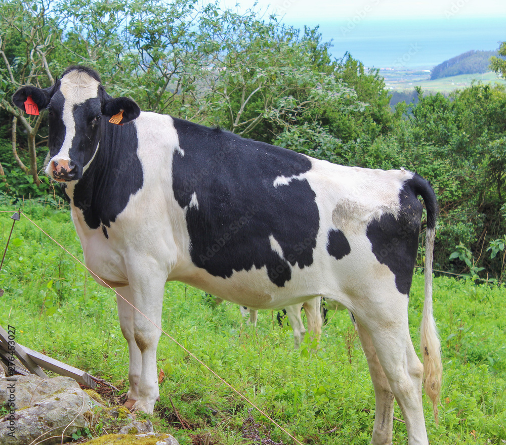 cow in field