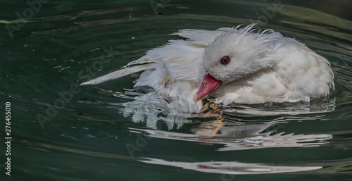 duck in water