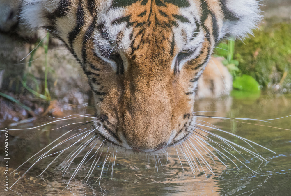 Obraz premium tiger in zoo drinking water 