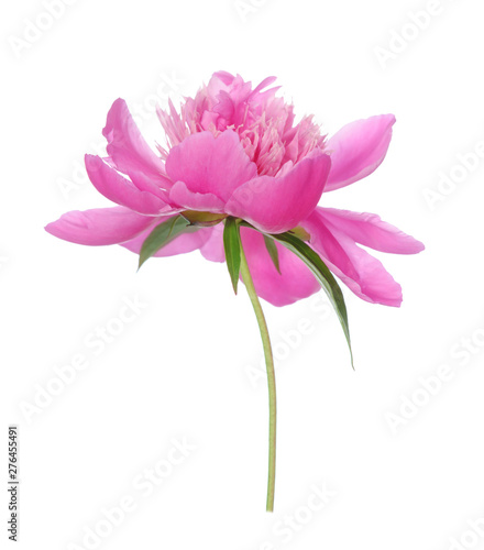 Pink peony