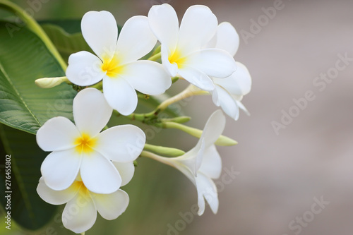 Plumeria flower white frangipani tropical flower