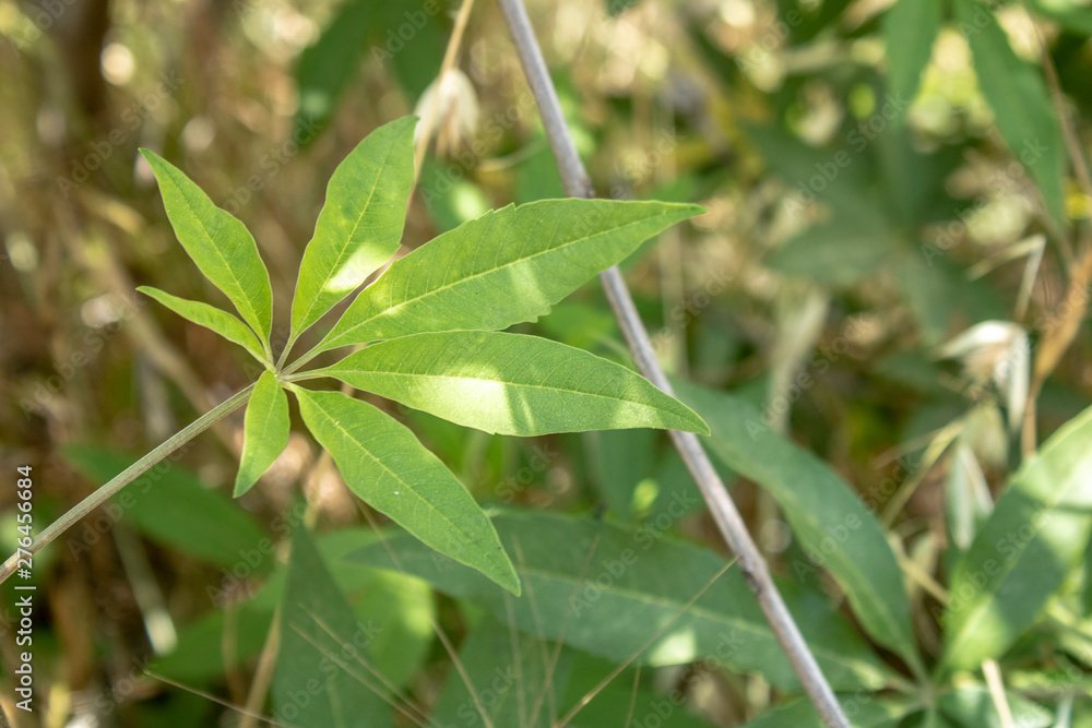 Leaves of lilac chaste tree close up. Taken in the woods. Leaves of lilac chaste tree close up. Taken in the woods.