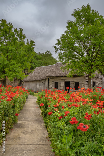 Path lined with red poppies leading building
