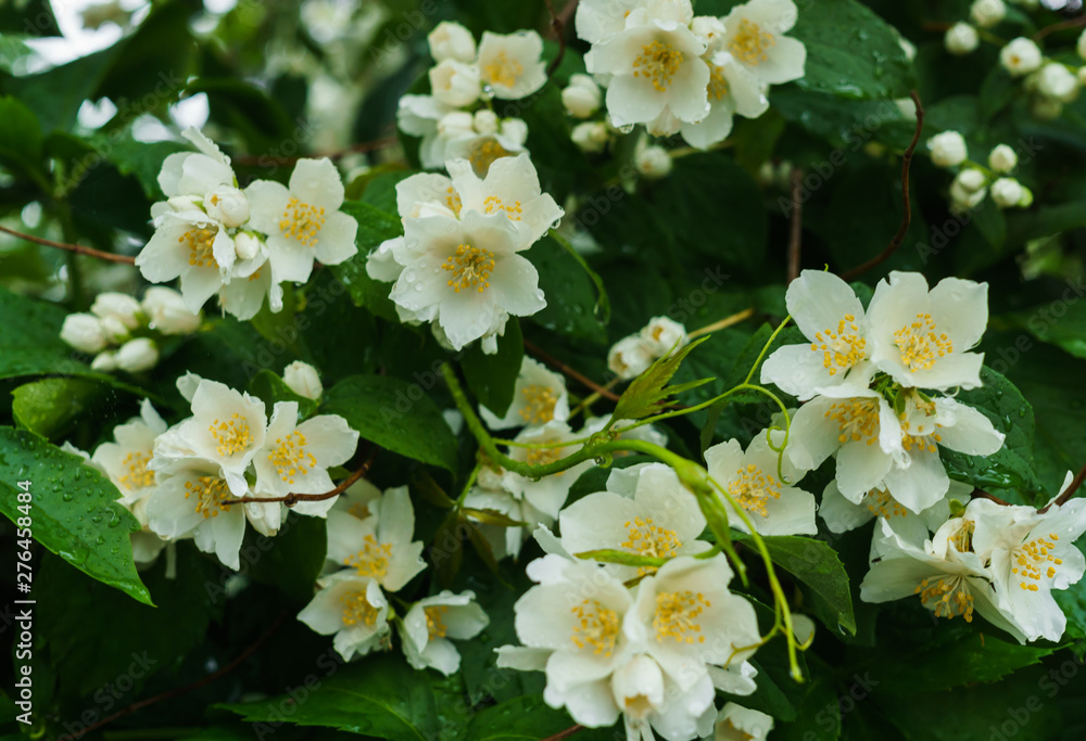 Jasmine bush sprinkled with white flowers in the garden after the rain. Jasmine bush sprinkled with white flowers in the garden after the rain.