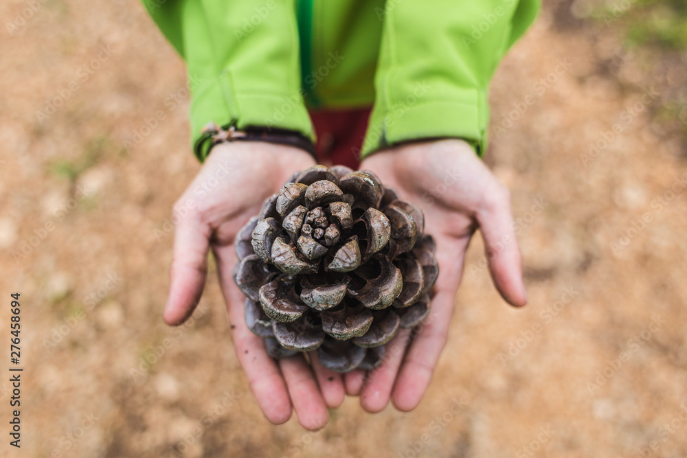 Large pine cones in female hands. Large pine cones in female hands.