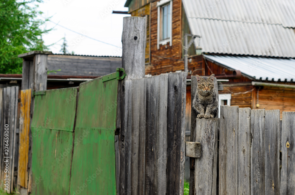 Cat sitting on a wooden fence behind the gate and a private house in the Yakut village. Cat sitting on a wooden fence behind the gate and a private house in the Yakut village.