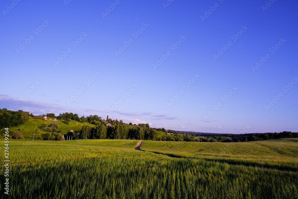 Summer landscape. A country road through a field of wheat to a village on a hill.
