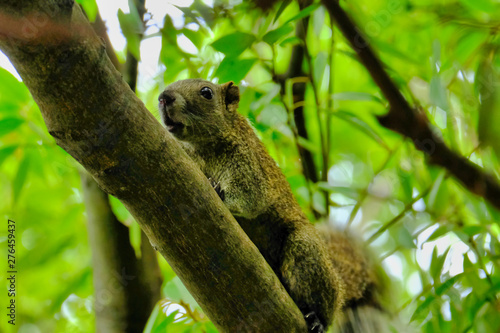 squirrel on branch