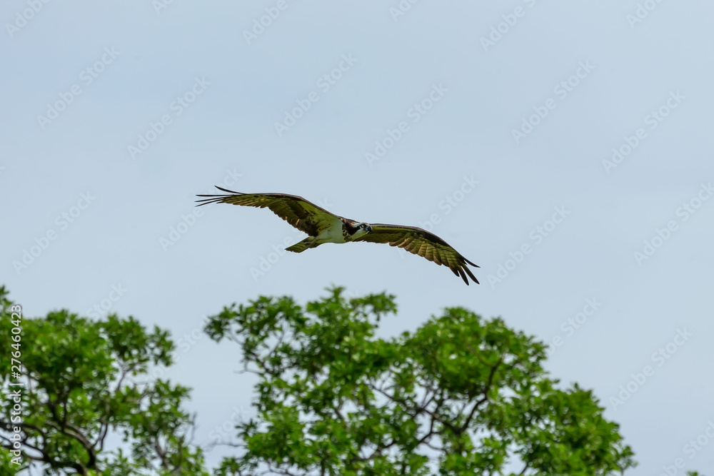 Western osprey in flight,nature scene from Wisconsin Western osprey in flight,nature scene from Wisconsin