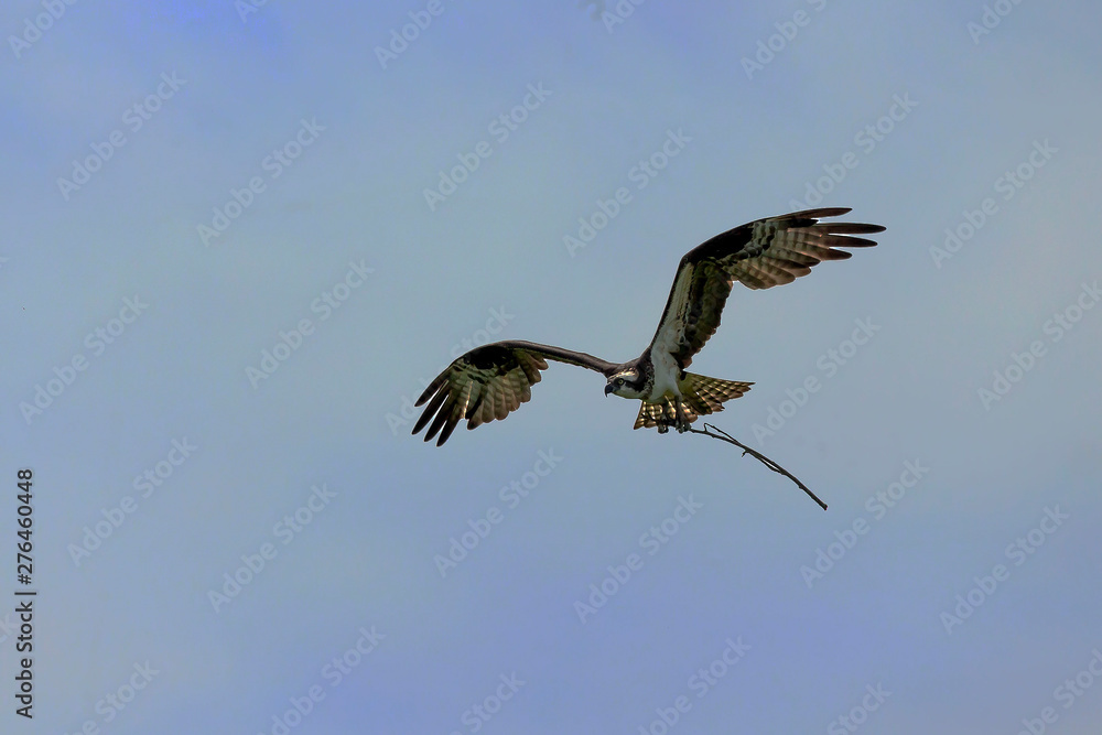 Fototapeta premium Osprey brings the material for the building of the nest - osprey nest platform.