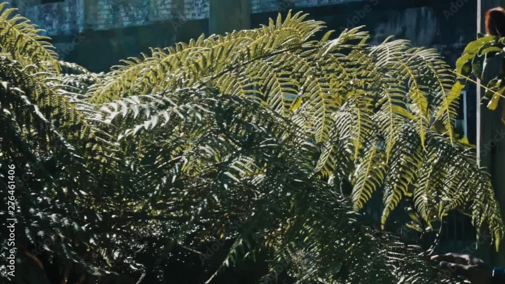 Slowmotion of Plant in Public Park Gardens Touched by Young Black Man Tourist on Sunny Afternoon Slowmotion of Plant in Public Park Gardens Touched by Young Black Man Tourist on Sunny Afternoon