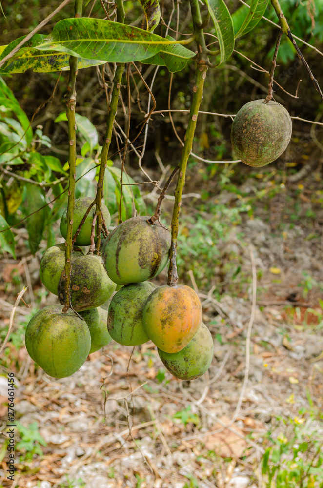 Obraz premium Common Mango Bunch
