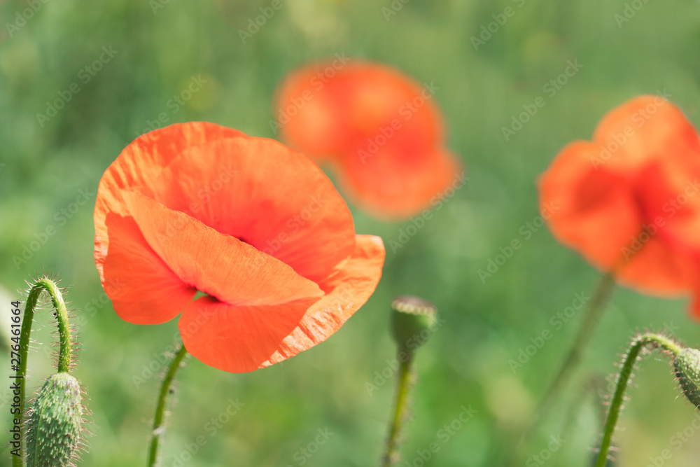 Naklejka premium poppy in field