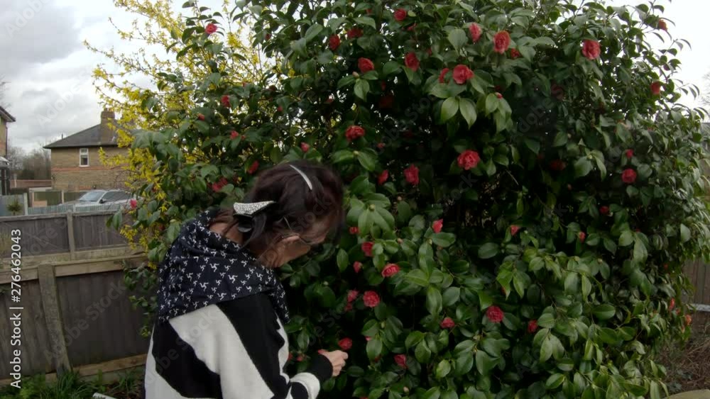 Lady enjoying pruning a bush in her garden in the spring time - London Lady enjoying pruning a bush in her garden in the spring time - London