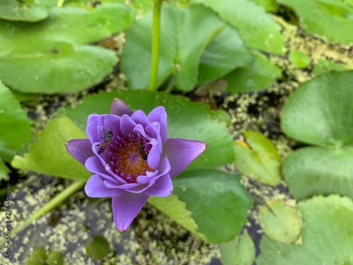 The bee is popping the purple lotus in the lotus basin